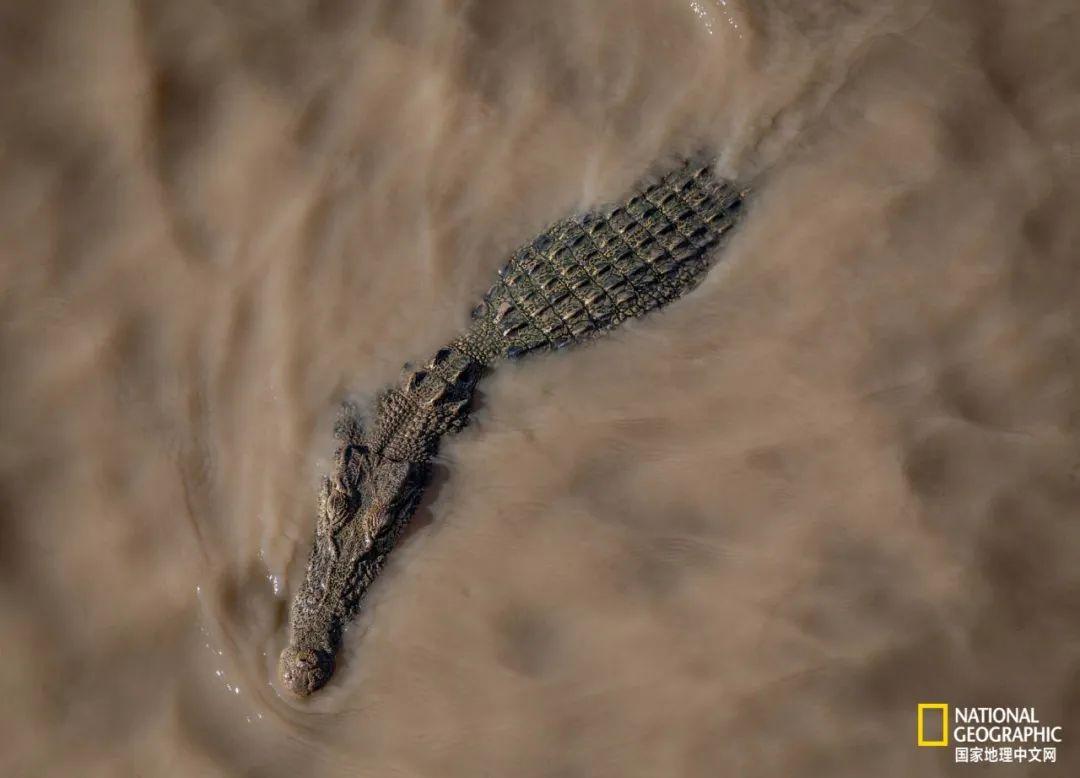 LOL鳄鱼使用的武器是什么？其属性和效果如何？