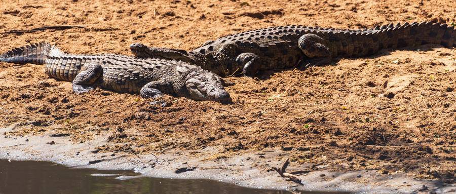 版本鳄鱼真的废吗？它的缺陷有哪些？